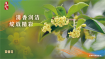 清香潤(rùn)潔綻放精彩